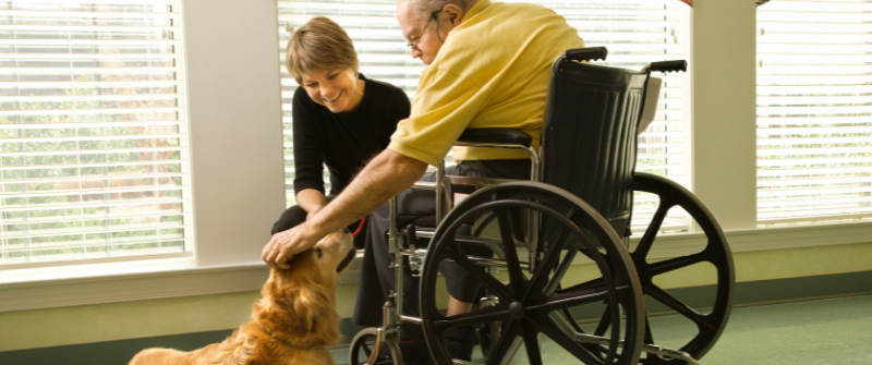 Liability Risks in Animal-Assisted Therapy Programs